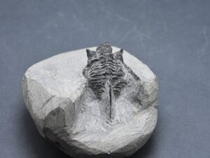 Hollardops Trilobite Fossil - 100% Genuine Specimen - Morocco - Devonian